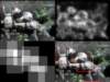 slide2592_small.jpg
